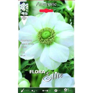 Elite Anemone coronaria de Caen, Bride