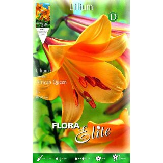 Elite Lilien, African Queen, aprikosen-orange