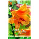 Elite Lilien, African Queen, aprikosen-orange