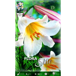 Elite Lilium regale weiß