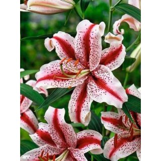 Elite Lilien Oriental, Dizzy
