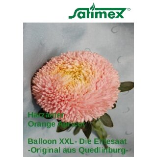 Harzaster Orange Apricot XXL