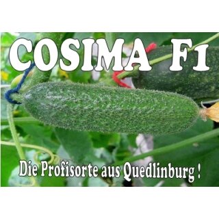 Einlegegurke Cosima F1