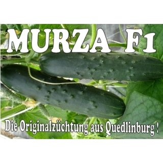 Freilandsalatgurke Murza F1