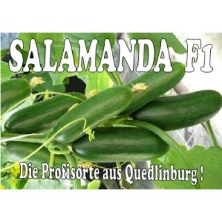 Mini Snack Gurke Salamanda F1