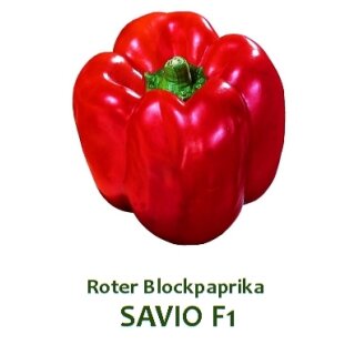 Roter Blockpaprika Savio F1