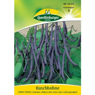 Buschbohne Purple Teepee