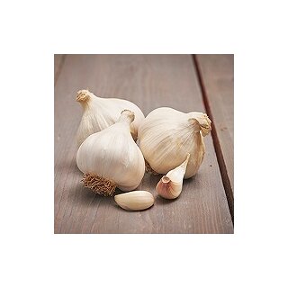 Pflanz-Knoblauch, Messidrome, 3 Stück