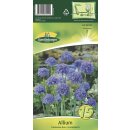 Allium Caeruleum Blau