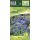 Allium Caeruleum Blau