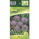 Allium Christophii