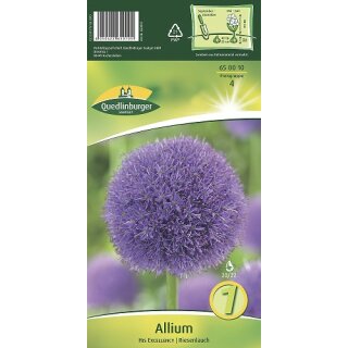 Allium His Excellency