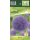 Allium His Excellency