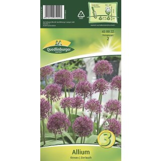 Allium Ostara