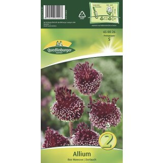 Allium Red Mohican