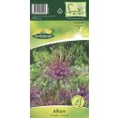 Allium Schubertii