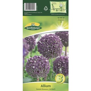 Allium Summer Drummer