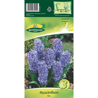 Hyazinthen Blau