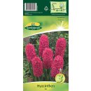 Hyazinthen Rot