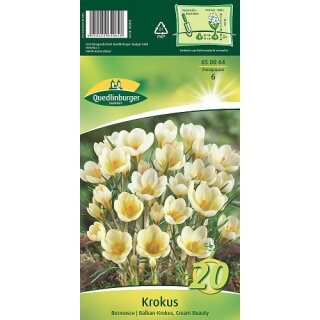 Krokus Botan. Cream Beauty