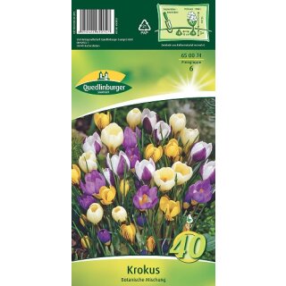 Krokus Botanische Mischung