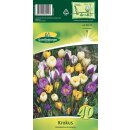 Krokus Botanische Mischung