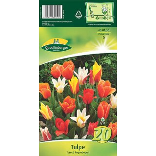 Tulpe Regenbogen