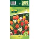 Tulpe Regenbogen