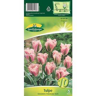 Tulpe Chinatown