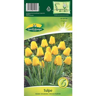 Tulpe Golden Apeldoorn