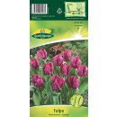Tulpe Parrot Prince