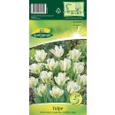 Tulpe Spring Green
