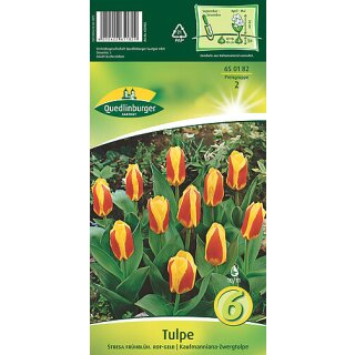 Tulpe Stresa frühblüh.rot-gelb