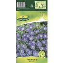 Anemone Blanda. Blau