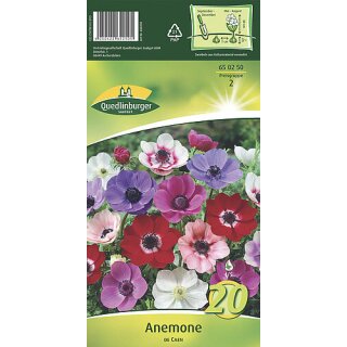 Anemone de Caen