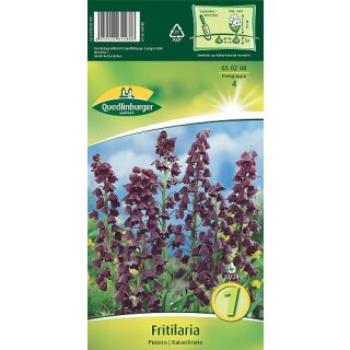 Fritillaria Persica
