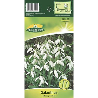 Galanthus