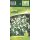 Galanthus