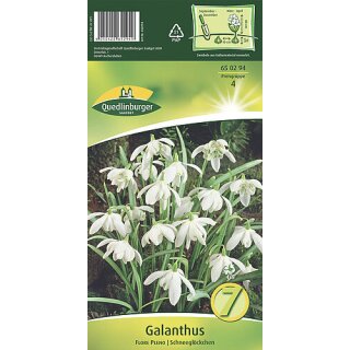 Galanthus Flore Pleno