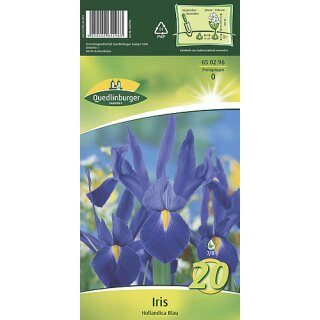 Iris Hollandica Blau