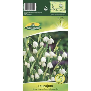 Leucojum Aestiv. Gravetye Giant