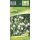 Leucojum Aestiv. Gravetye Giant