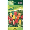 GP Tulpen Greigii Mischung