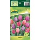 GP Tulpen Pastel Mischung