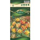 Tulpe Flaming Parrot mehrfarbig