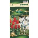 Combipack Tulpen+Krokusse