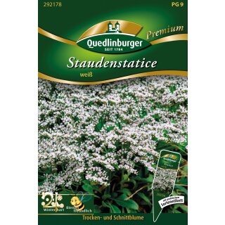 Weiße Stauden-Statice (Limonium tataricum)