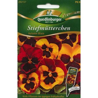 Stiefmütterchen Autumn Blaze
